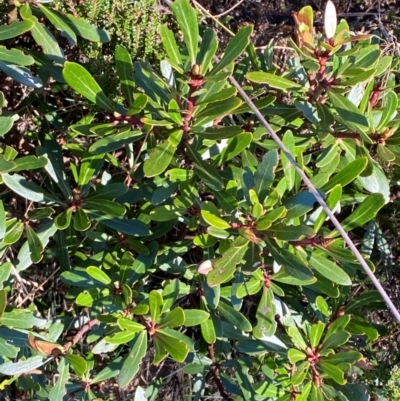 Tasmannia xerophila subsp. xerophila (Alpine Pepperbush) at Namadgi National Park - 25 Feb 2024 by Tapirlord