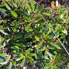 Tasmannia xerophila subsp. xerophila (Alpine Pepperbush) at Namadgi National Park - 24 Feb 2024 by Tapirlord