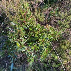 Tasmannia xerophila subsp. xerophila at Namadgi National Park - 25 Feb 2024 09:08 AM