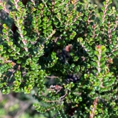 Bossiaea foliosa (Leafy Bossiaea) at Namadgi National Park - 25 Feb 2024 by Tapirlord