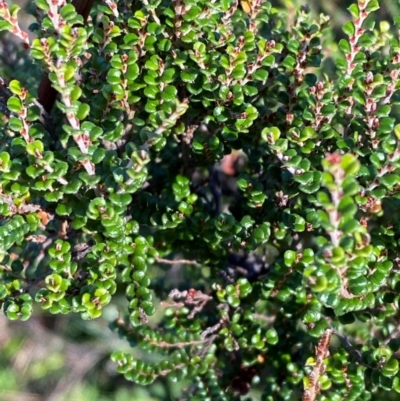 Bossiaea foliosa (Leafy Bossiaea) at Namadgi National Park - 24 Feb 2024 by Tapirlord