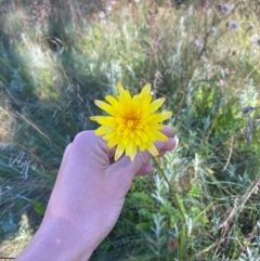 Microseris lanceolata (Yam Daisy) at Cotter River, ACT - 24 Feb 2024 by Tapirlord