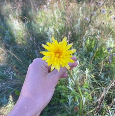 Microseris lanceolata (Yam Daisy) at Namadgi National Park - 25 Feb 2024 by Tapirlord