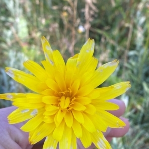 Microseris lanceolata at Namadgi National Park - 25 Feb 2024