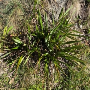 Dianella tasmanica at Namadgi National Park - 25 Feb 2024