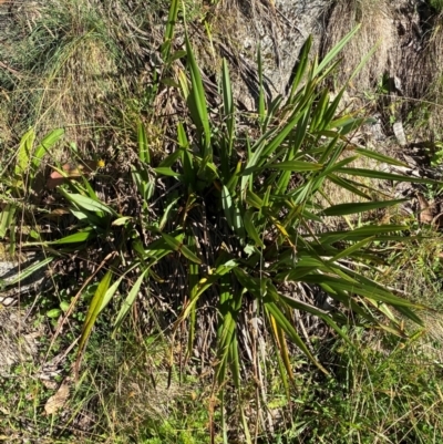 Dianella tasmanica (Tasman Flax Lily) at Cotter River, ACT - 24 Feb 2024 by Tapirlord