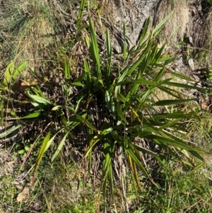 Dianella tasmanica at Namadgi National Park - 25 Feb 2024 09:04 AM