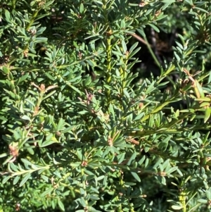 Podocarpus lawrencei at Namadgi National Park - 25 Feb 2024 09:04 AM