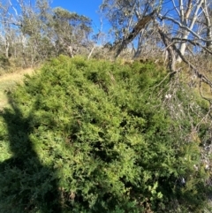 Podocarpus lawrencei at Namadgi National Park - 25 Feb 2024 09:04 AM