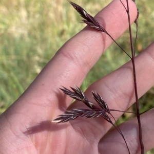 Festuca muelleri at Namadgi National Park - 25 Feb 2024 09:03 AM