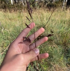 Festuca muelleri at Namadgi National Park - 25 Feb 2024 09:03 AM