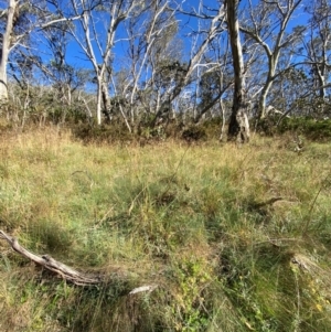 Festuca muelleri at Namadgi National Park - 25 Feb 2024