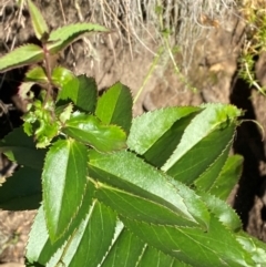 Veronica derwentiana subsp. maideniana at Cotter River, ACT - 24 Feb 2024 by Tapirlord