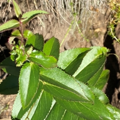 Veronica derwentiana subsp. maideniana at Cotter River, ACT - 24 Feb 2024 by Tapirlord