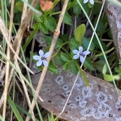 Lobelia pedunculata at Namadgi National Park - 25 Feb 2024