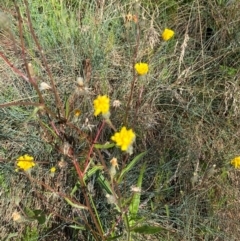 Picris angustifolia subsp. merxmuelleri at Namadgi National Park - 24 Feb 2024 by Tapirlord