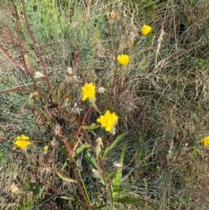 Picris angustifolia subsp. merxmuelleri at Namadgi National Park - 25 Feb 2024