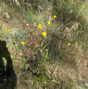 Picris angustifolia subsp. merxmuelleri at Namadgi National Park - 25 Feb 2024
