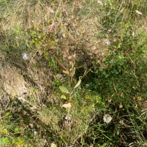 Senecio gunnii at Namadgi National Park - 25 Feb 2024