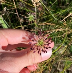 Oreomyrrhis eriopoda (Australian Carraway) at Namadgi National Park - 25 Feb 2024 by Tapirlord