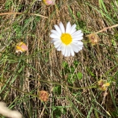 Brachyscome aculeata (Hill Daisy) at Namadgi National Park - 25 Feb 2024 by Tapirlord