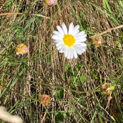 Brachyscome aculeata (Hill Daisy) at Namadgi National Park - 25 Feb 2024 by Tapirlord