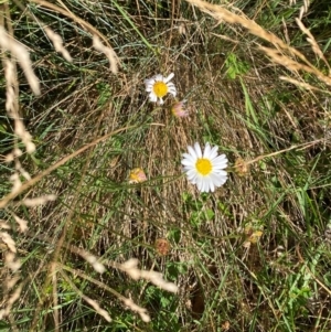 Brachyscome aculeata at Namadgi National Park - 25 Feb 2024