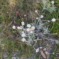 Leucochrysum alpinum (Alpine Sunray) at Namadgi National Park - 24 Feb 2024 by Tapirlord