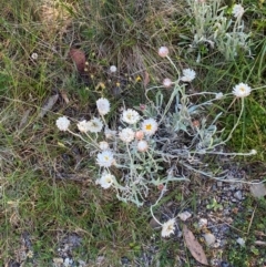 Leucochrysum alpinum (Alpine Sunray) at Namadgi National Park - 25 Feb 2024 by Tapirlord