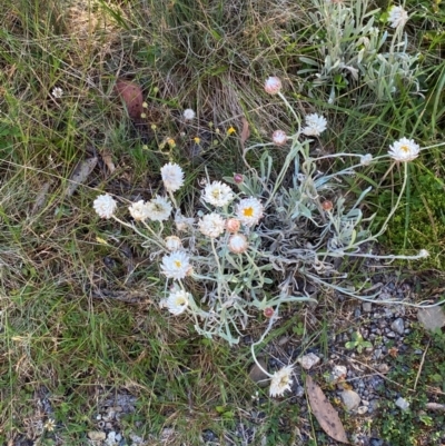 Leucochrysum alpinum (Alpine Sunray) at Namadgi National Park - 25 Feb 2024 by Tapirlord