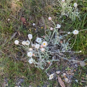 Leucochrysum alpinum at Namadgi National Park - 25 Feb 2024