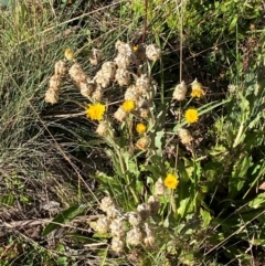 Podolepis robusta (Alpine Podolepis) at Namadgi National Park - 25 Feb 2024 by Tapirlord