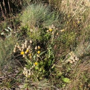 Podolepis robusta at Namadgi National Park - 25 Feb 2024