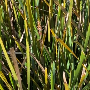 Lomandra longifolia at Namadgi National Park - 25 Feb 2024