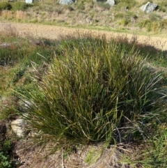 Lomandra longifolia at Namadgi National Park - 25 Feb 2024