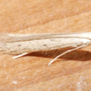 Batrachedra (genus) at suppressed - 21 Feb 2024