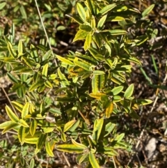 Podolobium alpestre (Shaggy Alpine Pea) at Namadgi National Park - 24 Feb 2024 by Tapirlord