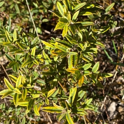 Podolobium alpestre (Shaggy Alpine Pea) at Cotter River, ACT - 24 Feb 2024 by Tapirlord