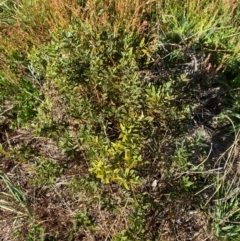 Podolobium alpestre at Namadgi National Park - 25 Feb 2024