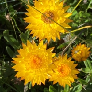 Xerochrysum subundulatum at Namadgi National Park - 25 Feb 2024