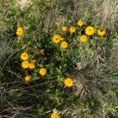Xerochrysum subundulatum at Namadgi National Park - 25 Feb 2024