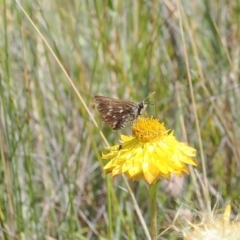 Atkinsia dominula (Two-brand grass-skipper) at Namadgi National Park - 11 Mar 2024 by RAllen