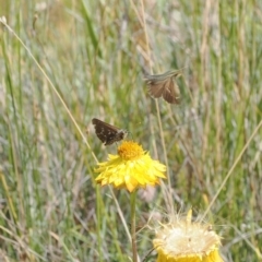 Atkinsia dominula at Namadgi National Park - 11 Mar 2024