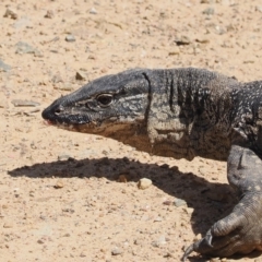 Varanus rosenbergi (Heath or Rosenberg's Monitor) at Mount Clear, ACT - 11 Mar 2024 by RAllen