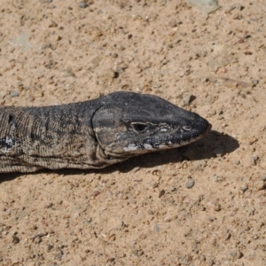 Varanus rosenbergi at Namadgi National Park - suppressed