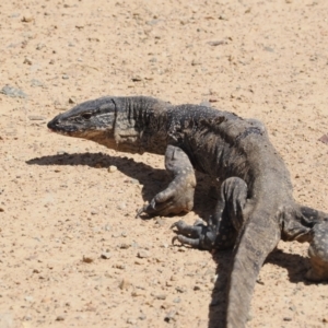 Varanus rosenbergi at Namadgi National Park - 11 Mar 2024