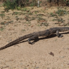 Varanus rosenbergi at Namadgi National Park - suppressed