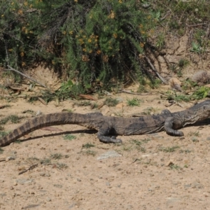 Varanus rosenbergi at Namadgi National Park - 11 Mar 2024