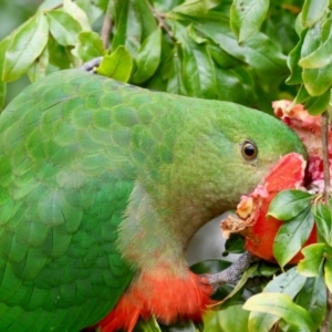 Alisterus scapularis at Hughes, ACT - suppressed