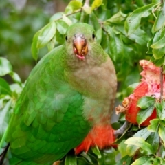 Alisterus scapularis at Hughes, ACT - suppressed